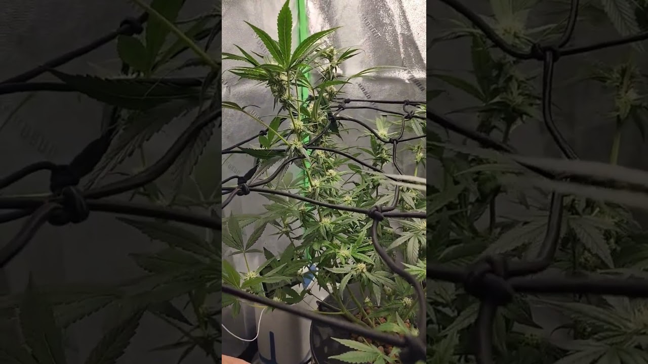 #weedgrower for the first time growing I think is going 👍🏾 👍🏾.