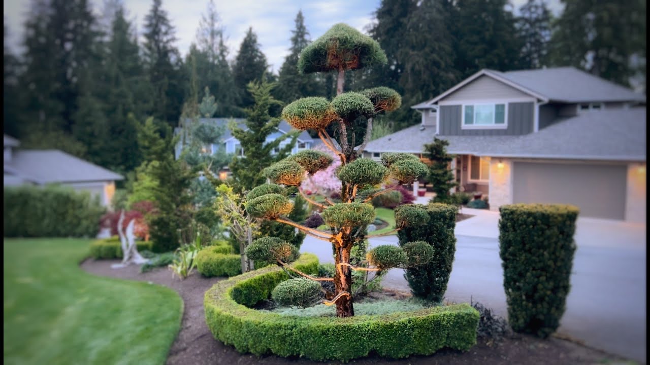 🌟Освойте искусство обрезки сосны!🪓🌲#обрезка #советыпосадоводству #propruner @propruner