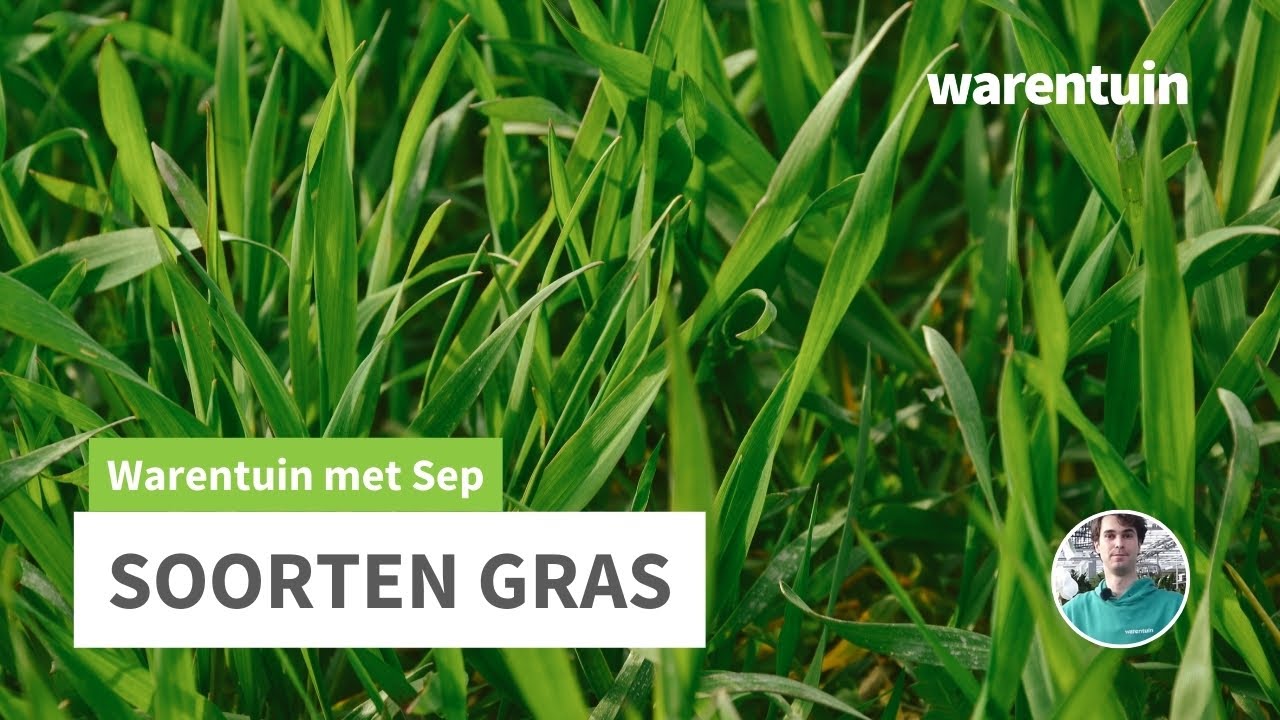 Welke grassen zijn er?