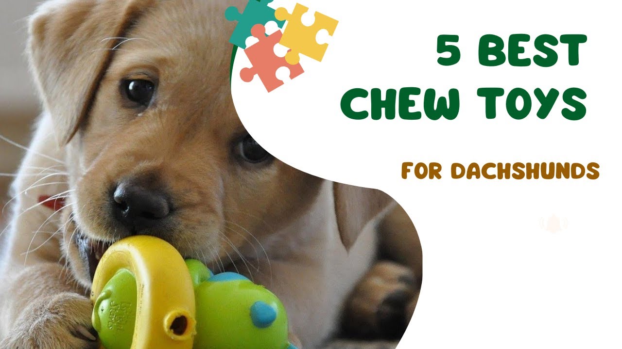 Top 5 Best Chew Toys for Dachshunds in 2024