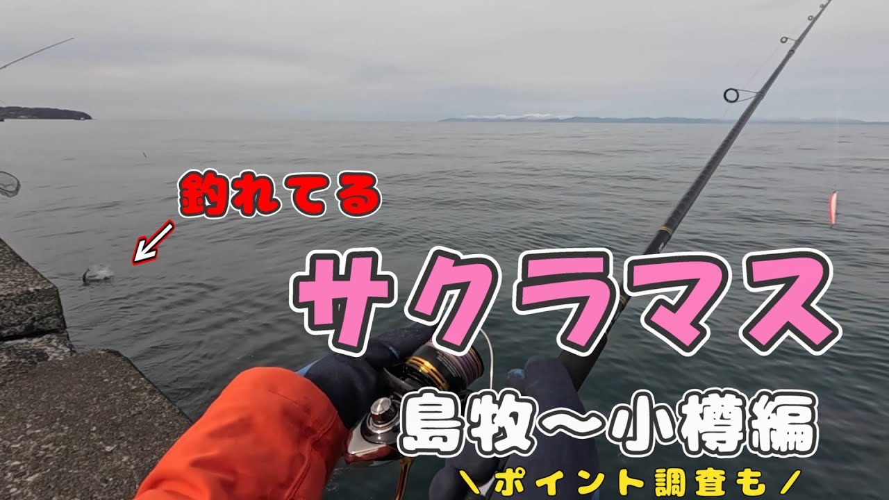 釣れないけどやめられない！サクラマス釣り【島牧～小樽編】【2025年4月】