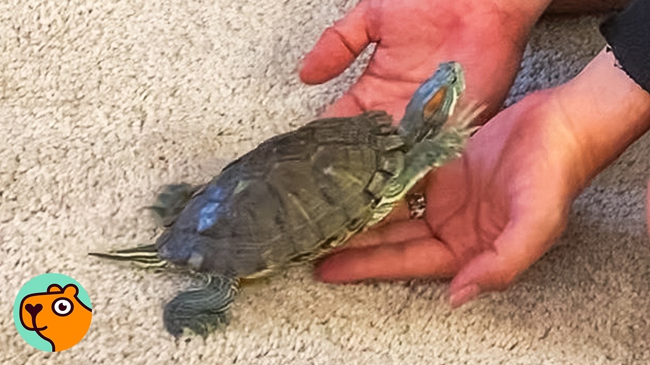 Tiny Turtle Follows This Man Wherever He Goes Every Day | Cuddle Buddies