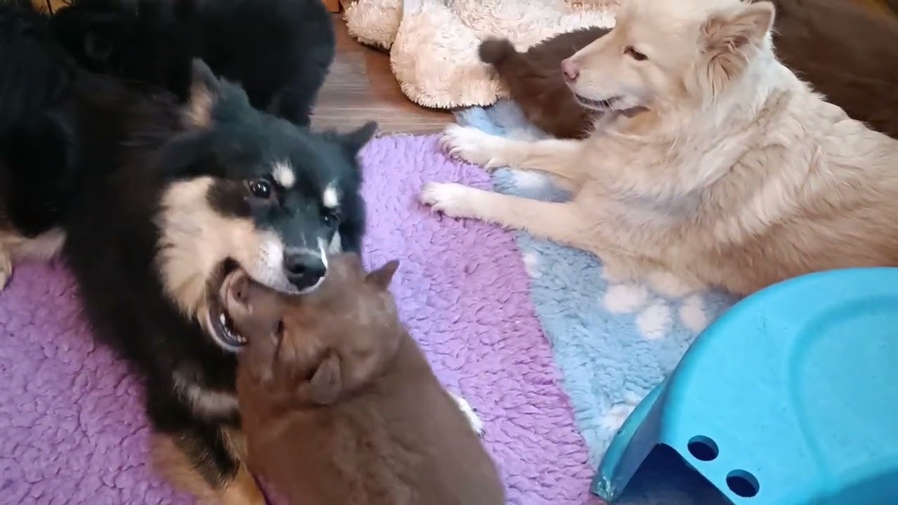 Finnische Lapphunde of Northern Lights F-Wurf 6 Wochen