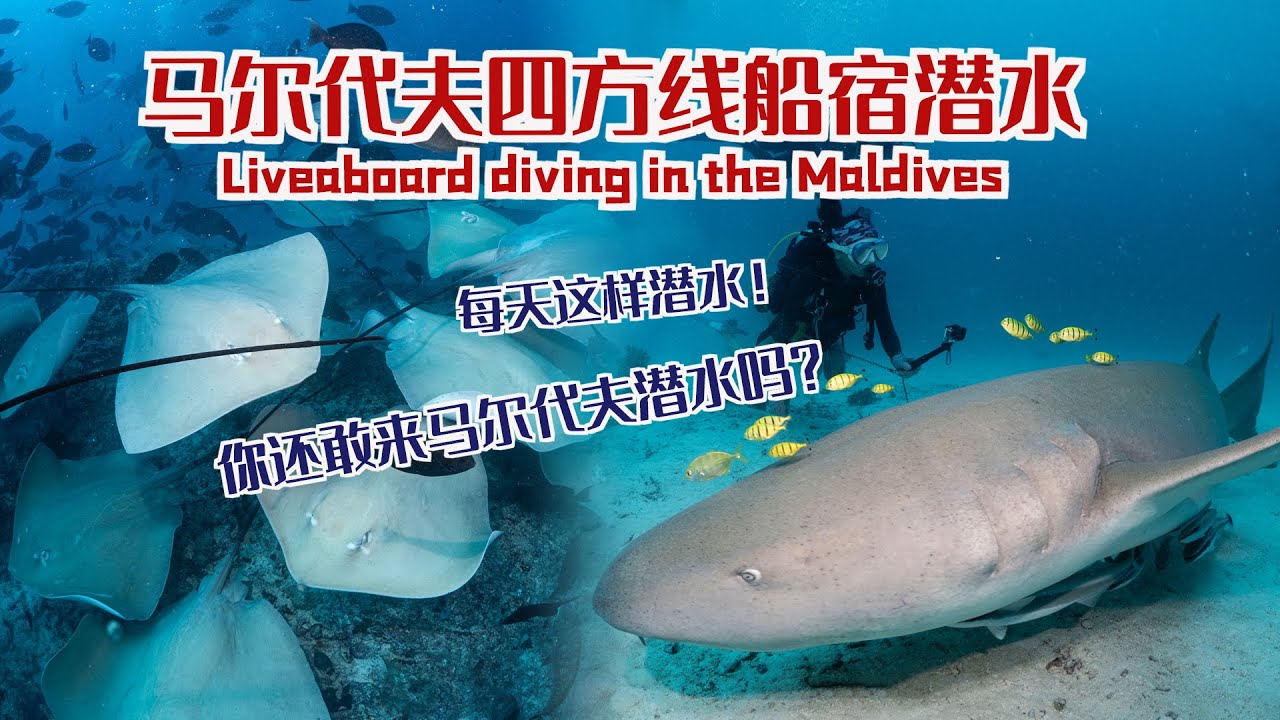 馬爾代夫四方線船宿潛水，遇到了鯊魚、鰩魚風暴、manta夜潛，每一次潛水都是讓你震撼刺激