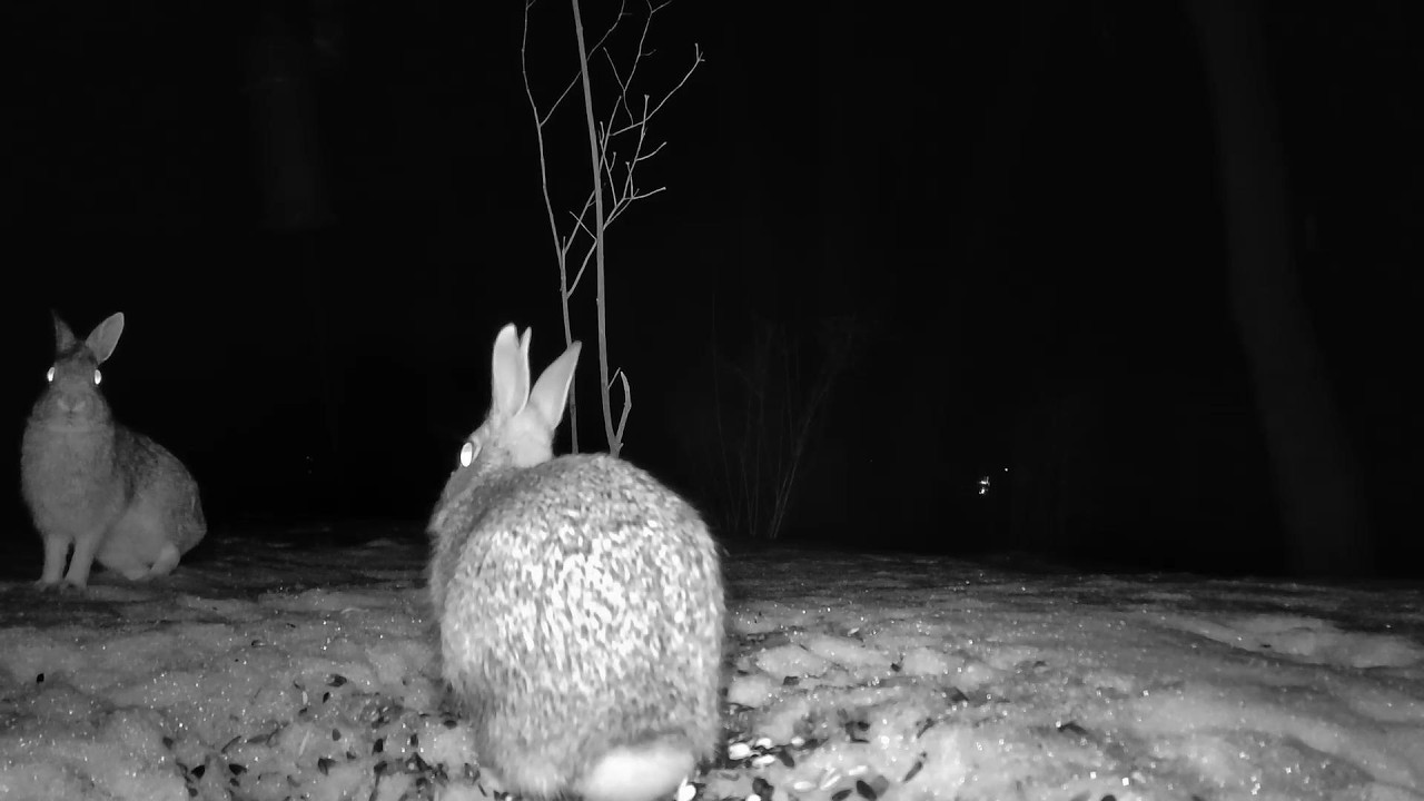 Night time snow bunnies.