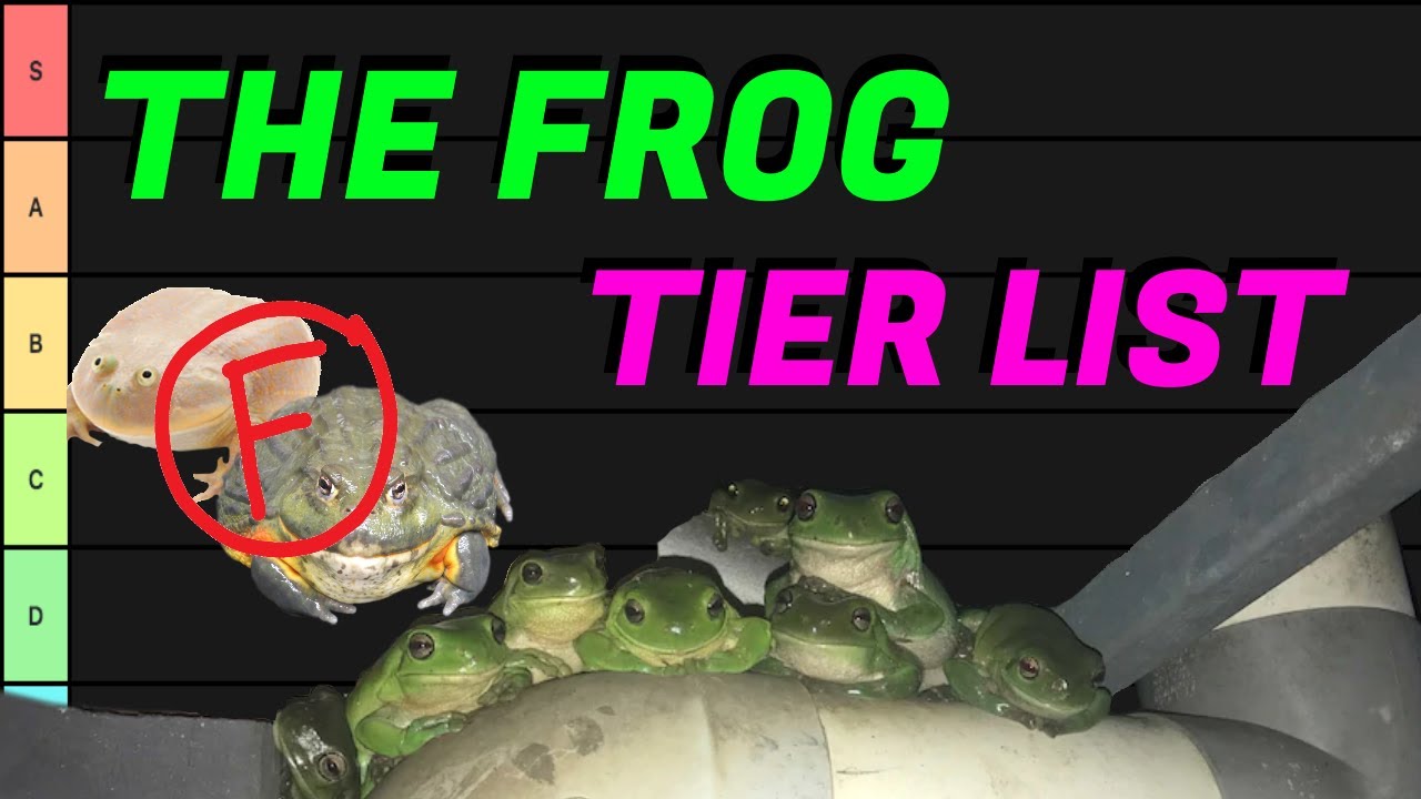 THE FROG TIER LIST - Ranking Common Pet Frogs