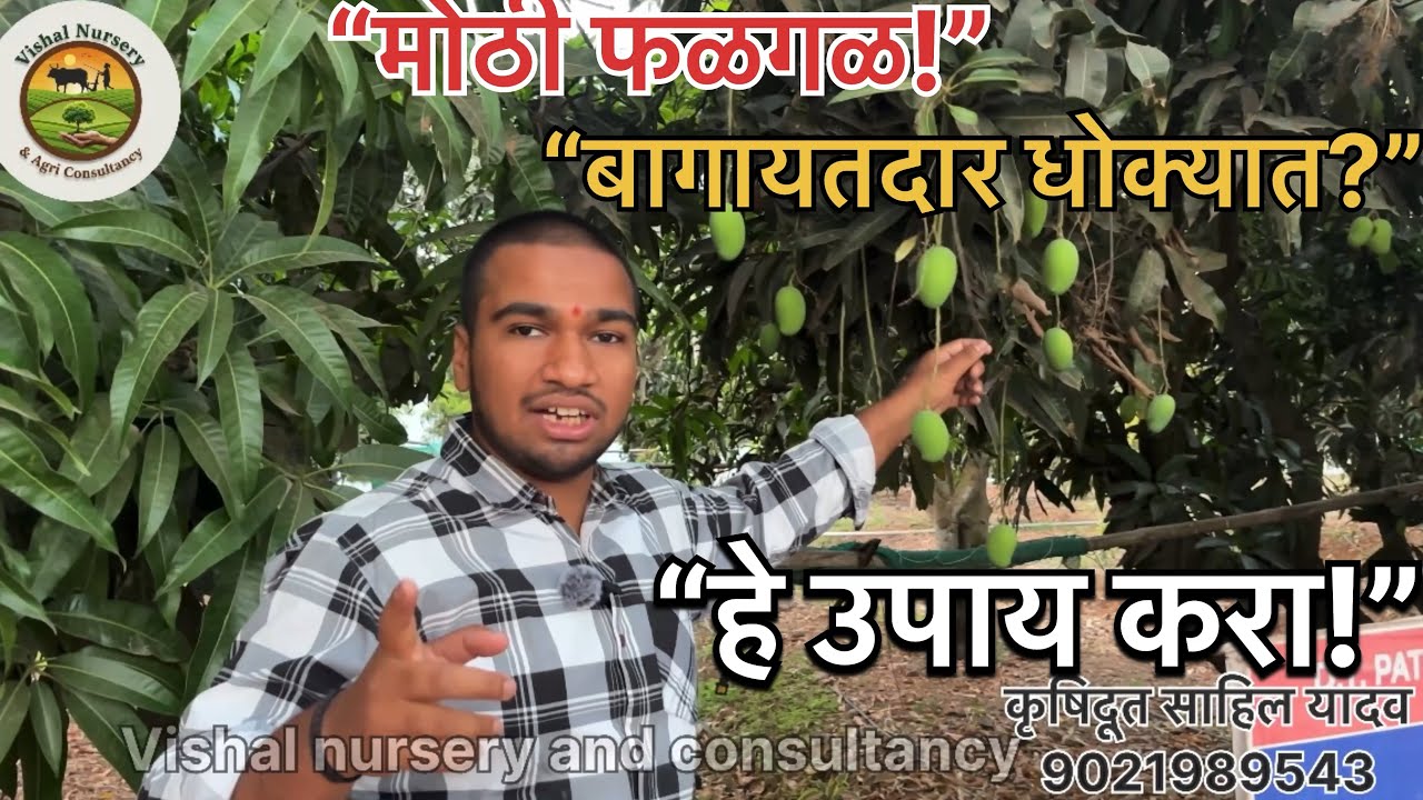  आंबा बागेत मोठी फळगळ – कारणे आणि प्रभावी उपाय