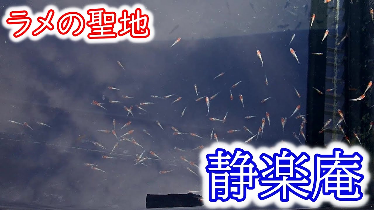 【めだか屋訪問】　ラメの聖地　静楽庵　宝石のようなメダカがゴロゴロ　Ｂ型おやじ
