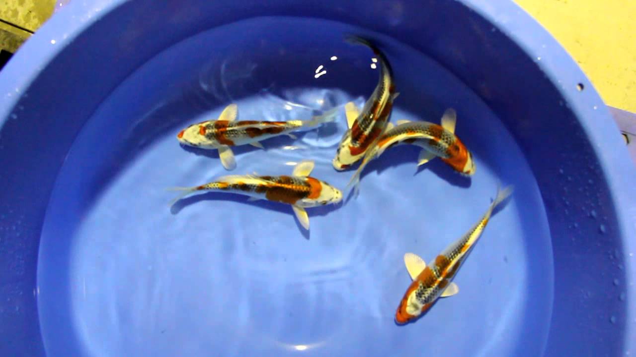 Kujyaku3
