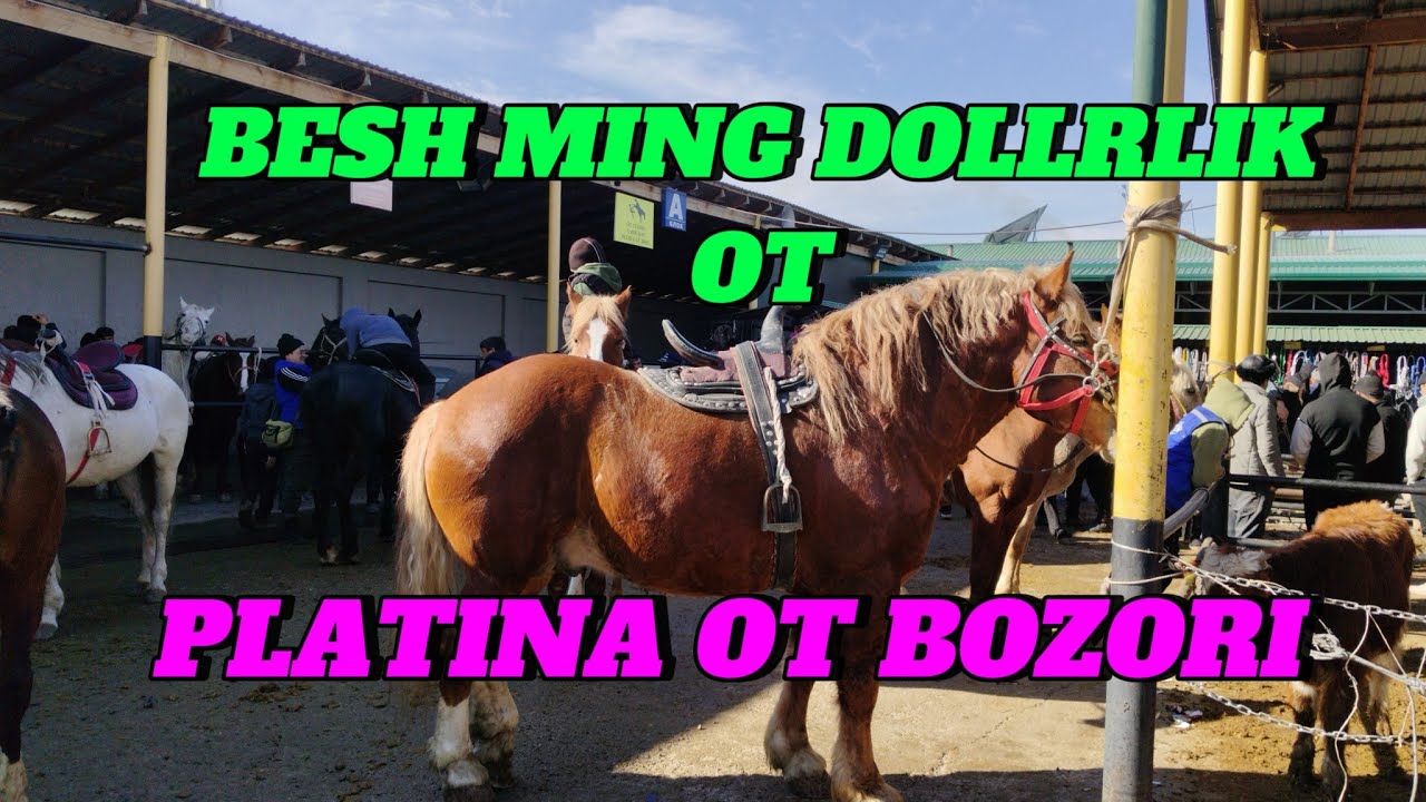 PLATINA OT BOZORI OTLAR NARXI TOYLAR QANCHADAN BOLYPTI   01,26,2025