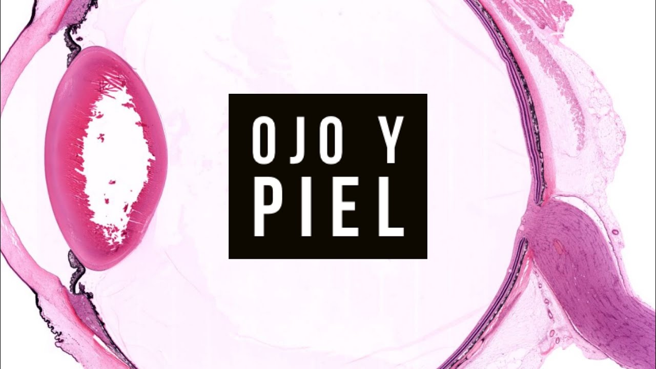 21 - 👁️ Histología del Ojo y Piel: Todo lo que Necesitas Saber