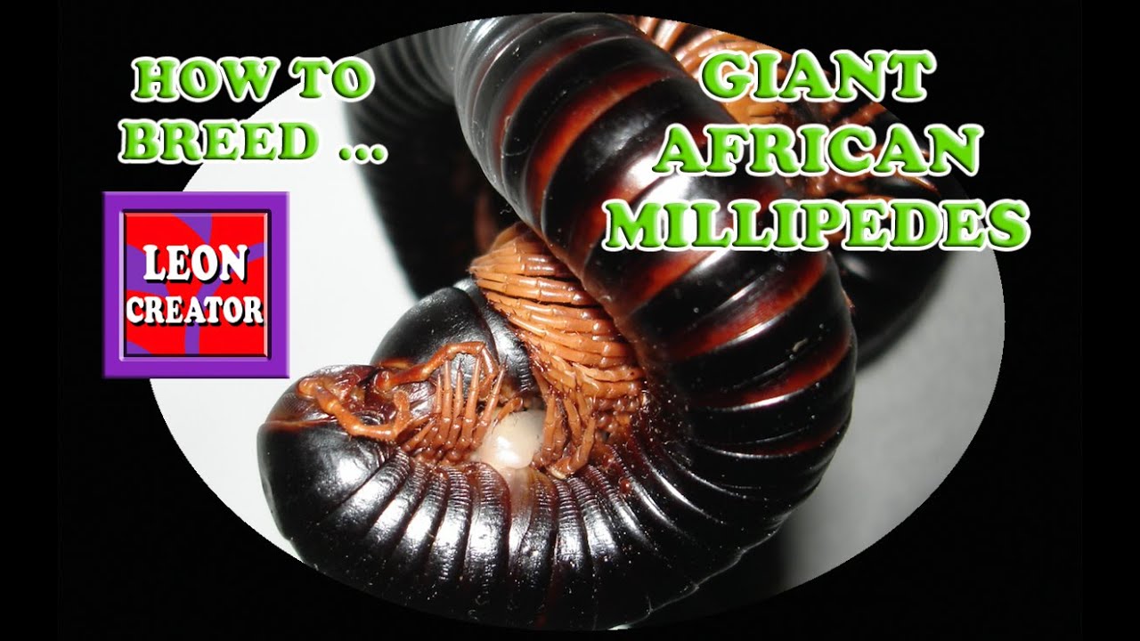 GIANT AFRICAN MILLIPEDE BREEDING!!! - with Leon Hills - LEON CREATOR