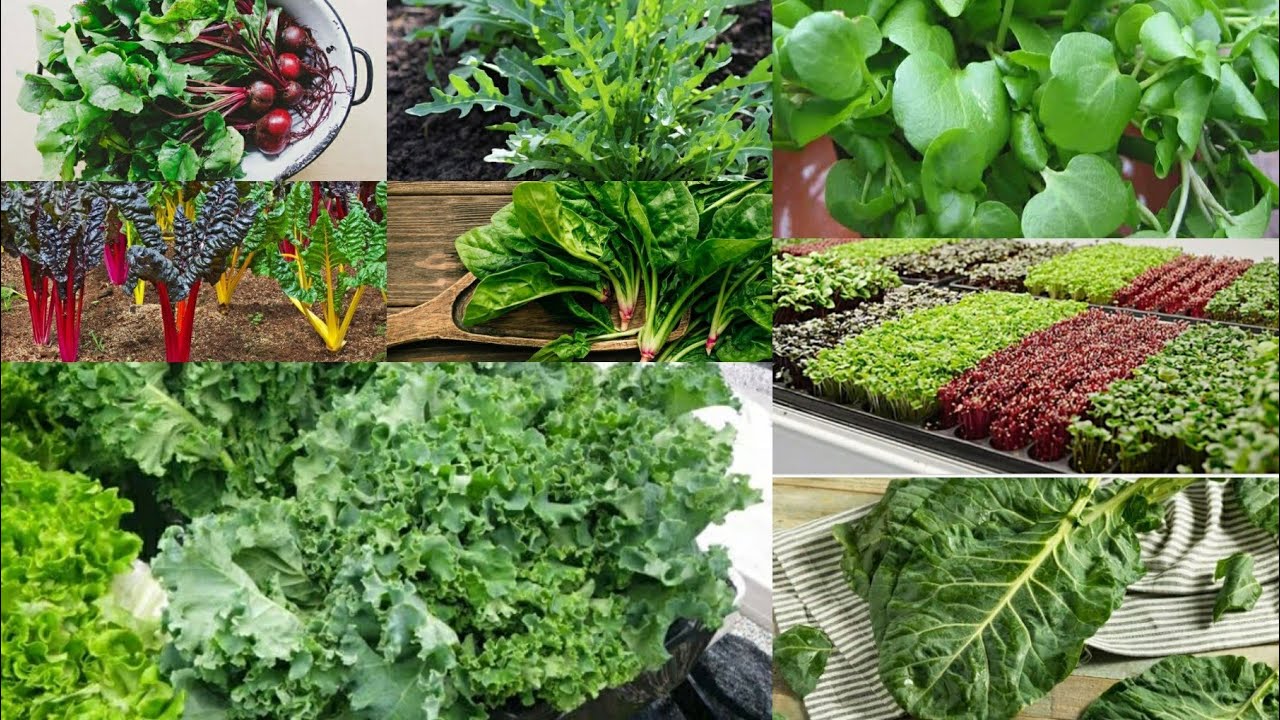 TOP 10 HEALTHIEST LEAFY GREEN VEGETABLES