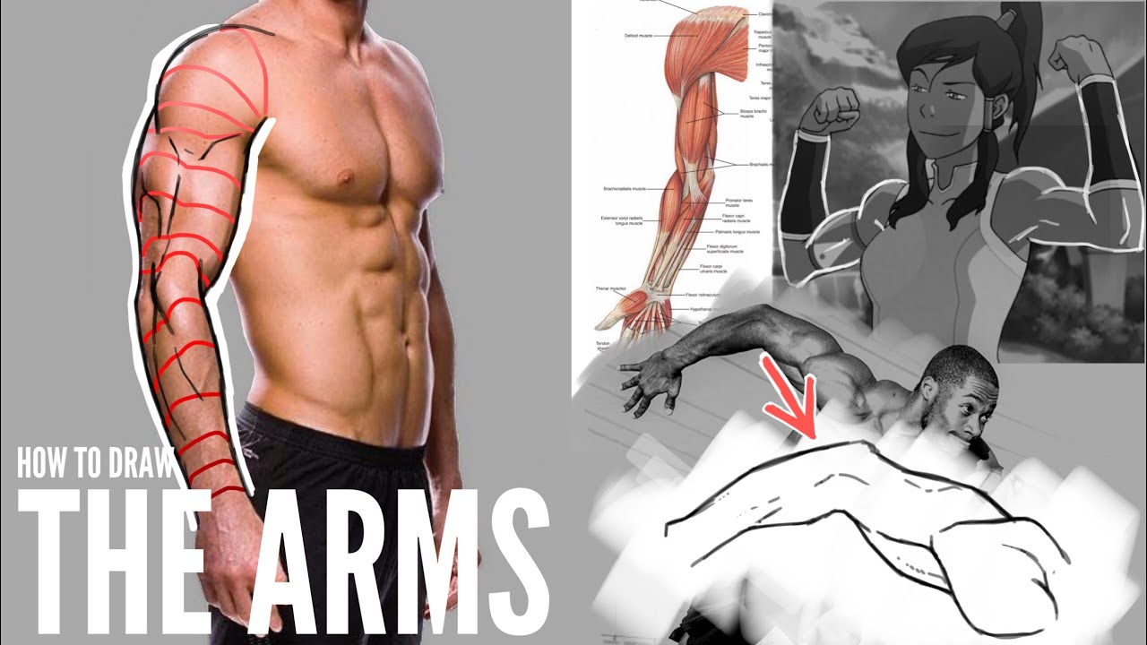 How I Draw the Arm Muscles | Learning the Arm Anatomy