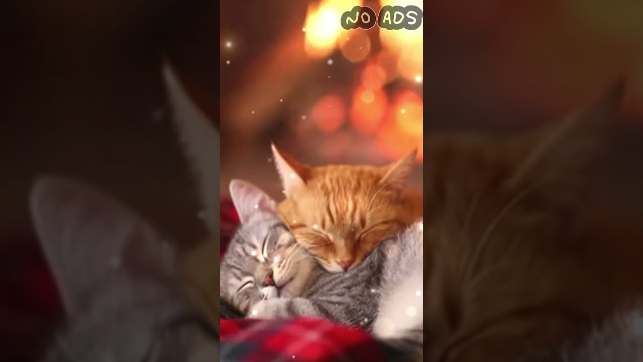 2 Cats Purring by the Fireplace (short) | Cozy Sleep ASMR | Gentle Crackling Fire