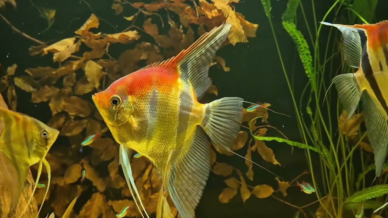 Najpiękniejsze żaglowce: Manacapuru, Altum, Santa isabel.