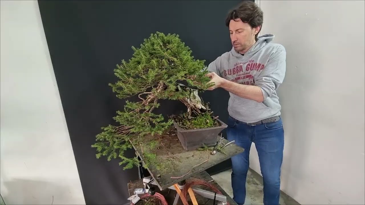 Aggiorniamo un mio bonsai di Abete.