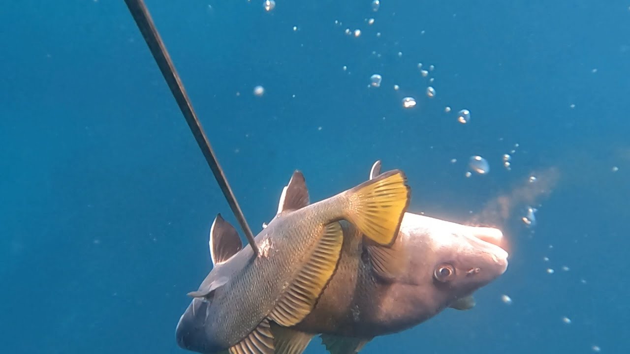 PESCA SUB -  CORVINE E SARAGHI D’AUTUNNO -  SPEARFISHING @SalvimarOfficial 