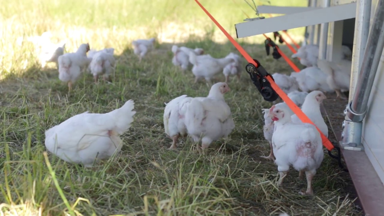 Introducing an Australian first...Nichols Ethical Free Range Chicken
