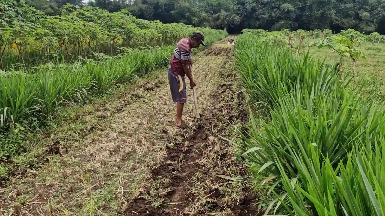 CREATIVE CORN FARMING! PREPARING THE FIELD WITH AN INNOVATIVE HOE - Agriculture Farming