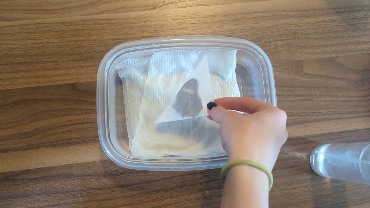 How to Rehydrate a Butterfly