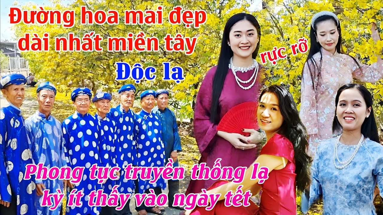 Đường hoa mai dài đẹp rực rỡ và phong tục độc lạ ít thấy ở tết quê miền tây