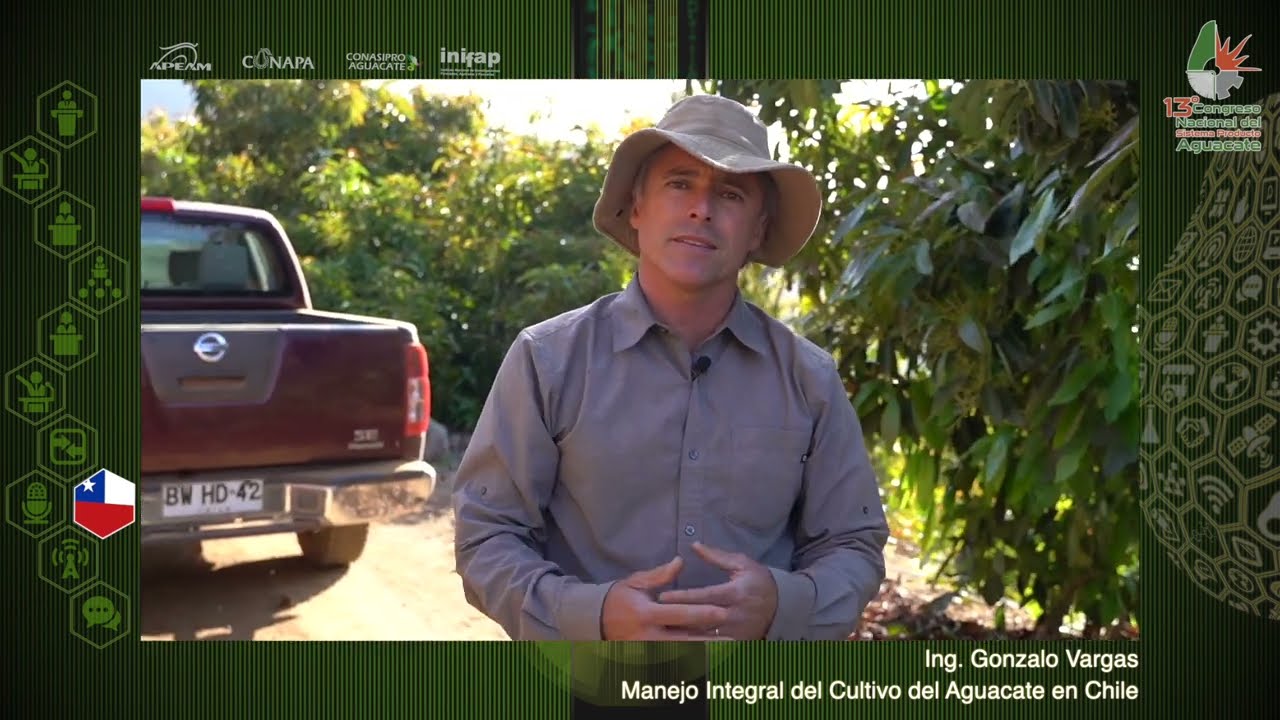 !!Poda Eficiente en el Cultivo del Aguacate¡¡ /Ing. Gonzalo Vargas
