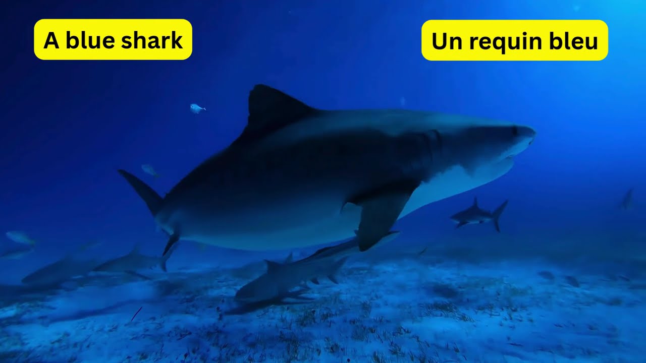 Learning colours with sea animals  (Apprendre les couleurs avec des animaux marins)