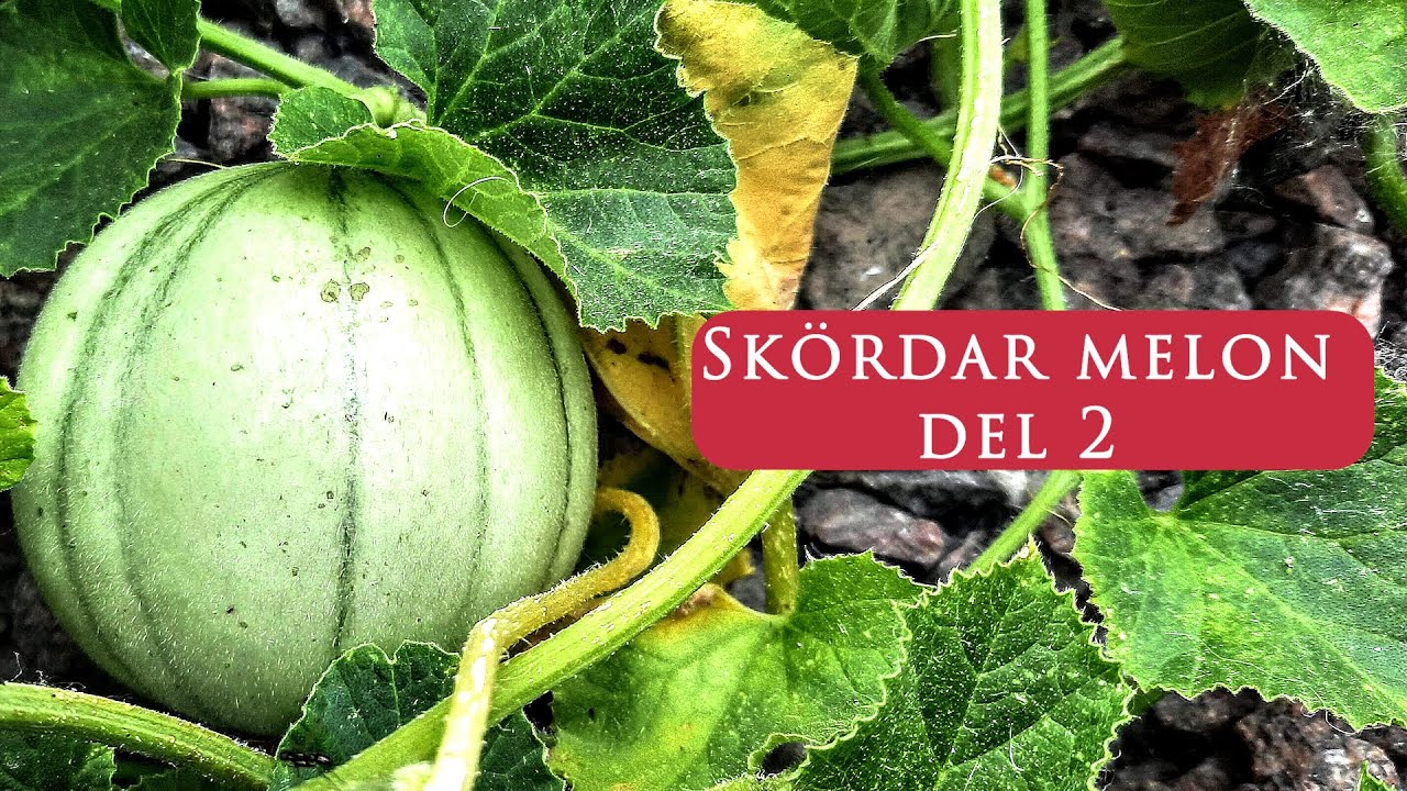 När skörda melon, Stellio, del 2 - hur jag pollinerar blomman med frukt, flyttar ut, krukstorlek osv