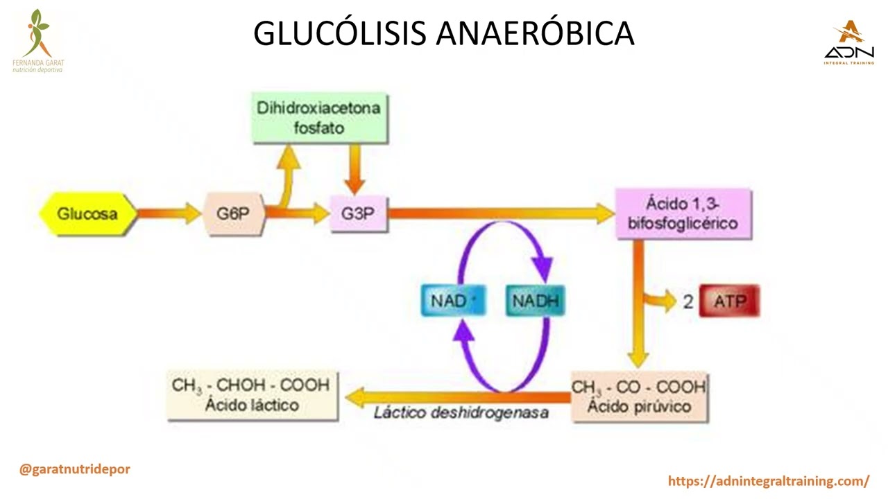 CLASE 2 NUTRICION DEPORTIVA ENERGIA