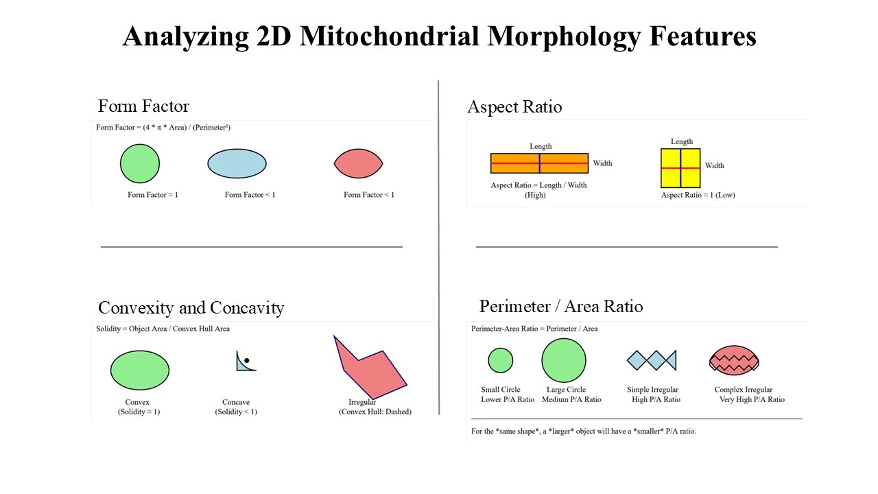Napari (Python) Based Mitochondria 2D Analysis