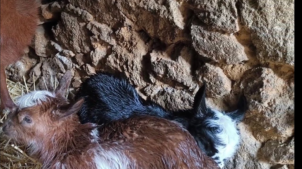 Me encuentro con dos corzos en la finca, mirar qué chulo
