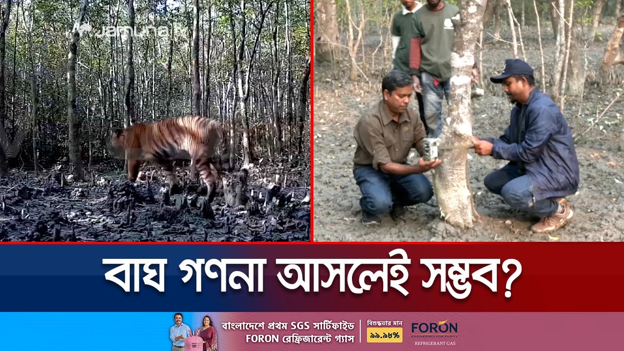কীভাবে ও কোন পদ্ধতিতে গণনা করা হয় সুন্দরবনের বাঘ? | Sunderban | Tiger counting | Jamuna TV