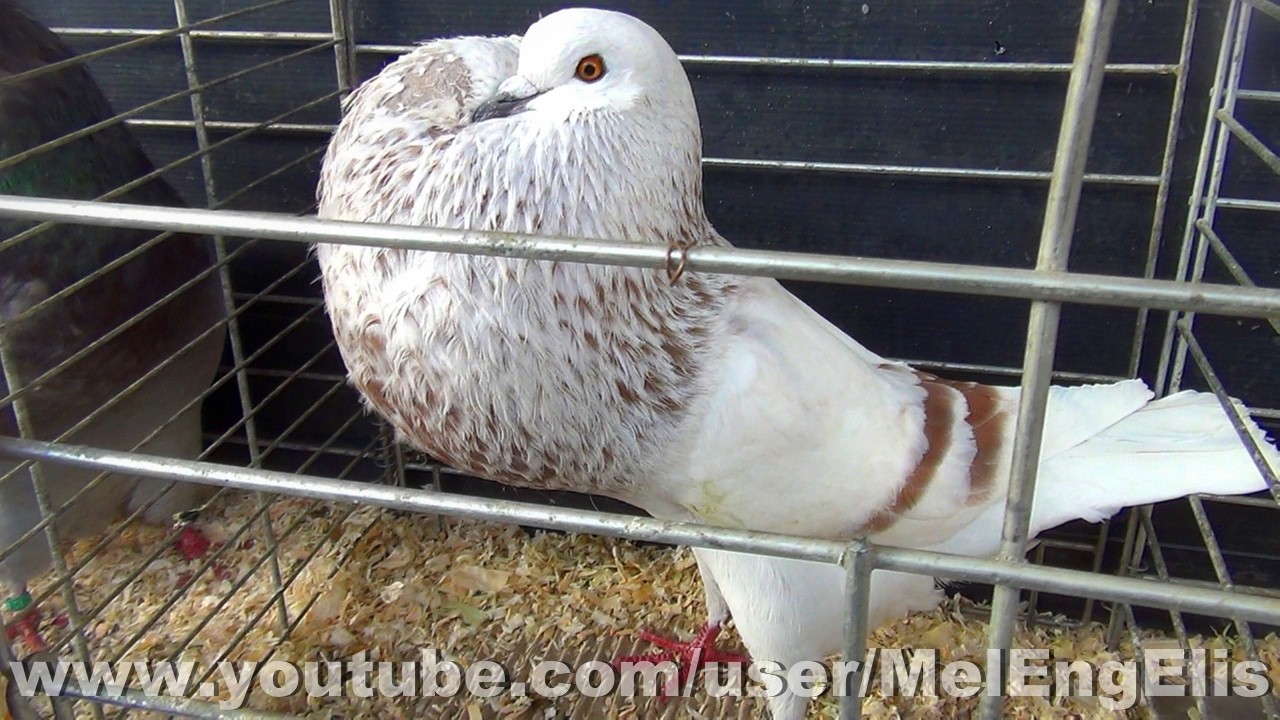 Pigeon Boulant de Silésie grison rouge cendré barré - Exposition Avicole de Pecquencourt 2026
