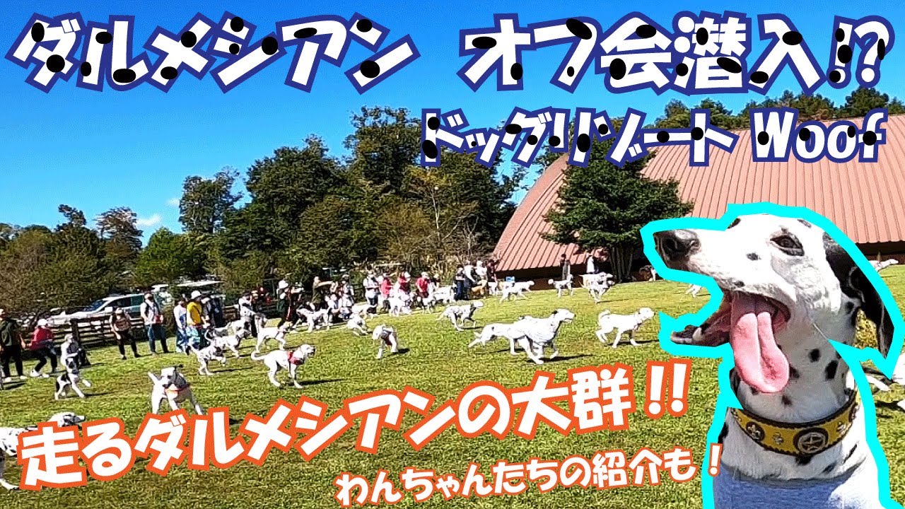 【ドッグリゾートWoof】ダルメシアンのオフ会に潜入！