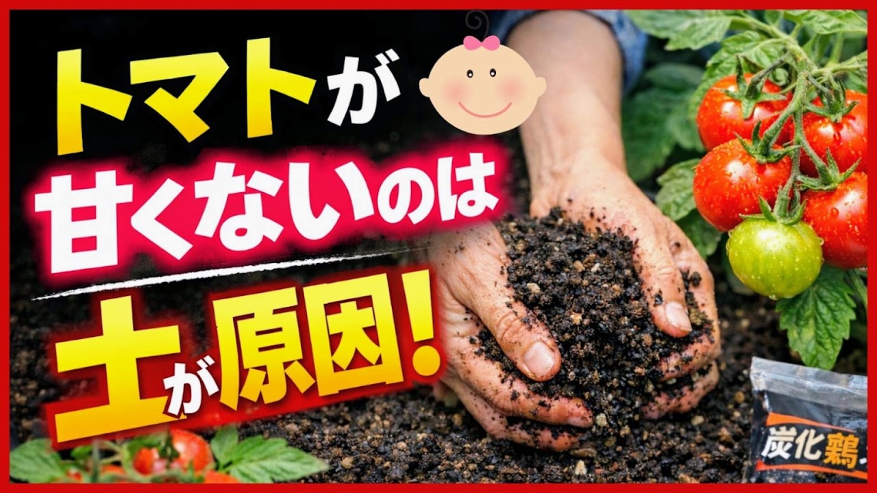 【甘いトマトには秘密がある】あま～いトマトの育て方！初心者もできる簡単ホームセンター土作り～プランター家庭菜園・炭化鶏ふん&nbsp;～