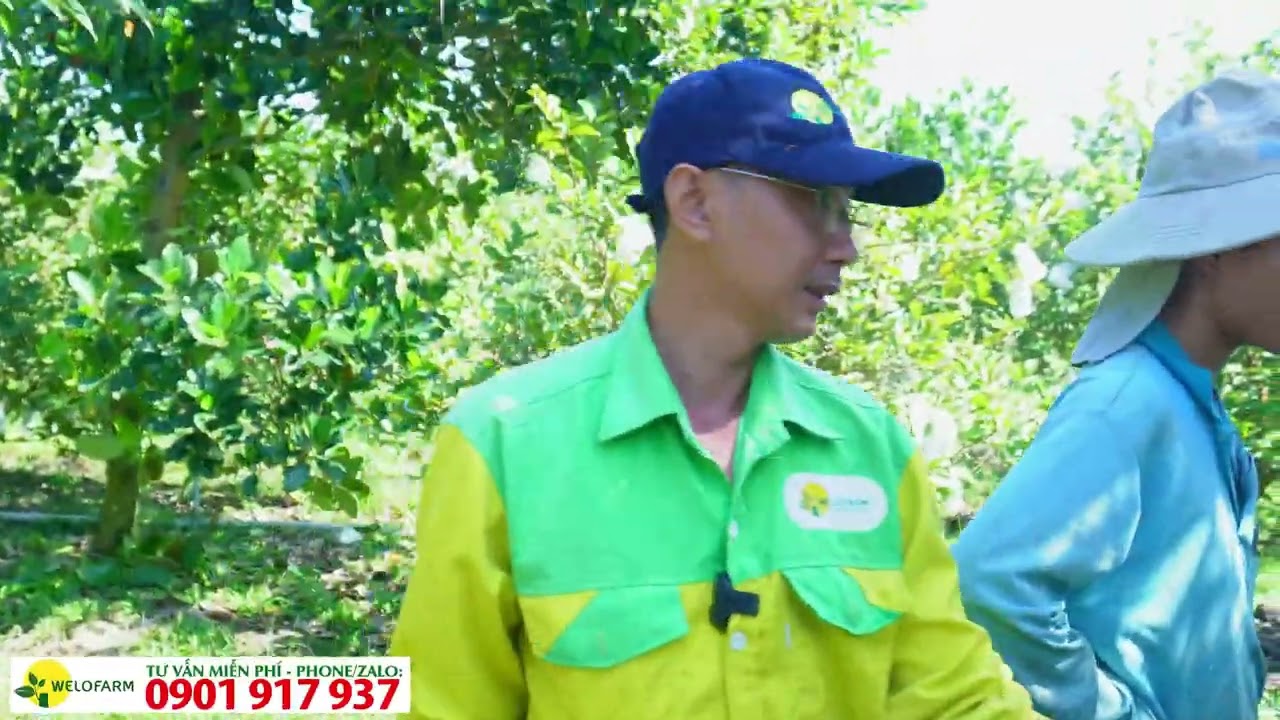Các bước cần làm sau khi thu hoạch sầu riêng