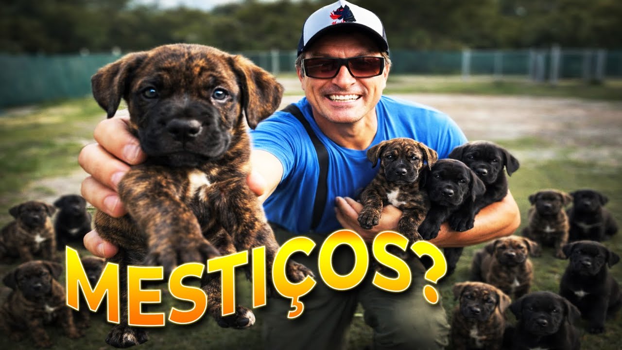 MISTURA DE PRESA CAN&Aacute;RIO COM MAJORERO? | CANE CLUB KENNEL