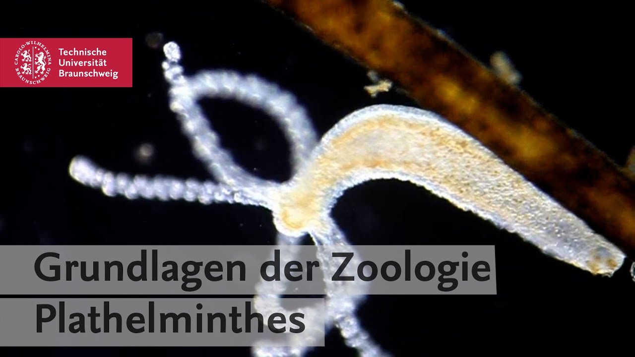 Anatomy Insights #3 – Anatomie der Plattwürmer, Fadenwürmer und Rädertierchen