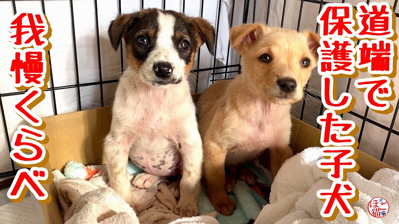 【子犬　保護】保護した子犬と我慢比べしました＆ホープ君を開放しました