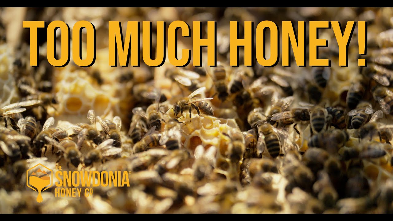 Can Bees Make Too Much Honey?
