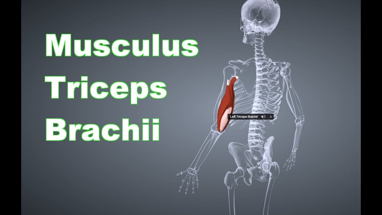 M. Triceps Brachii Trizeps: Ansatz, Ursprung, Funktion, Dehnung B-Lizenz Pr&uuml;fungsstoff