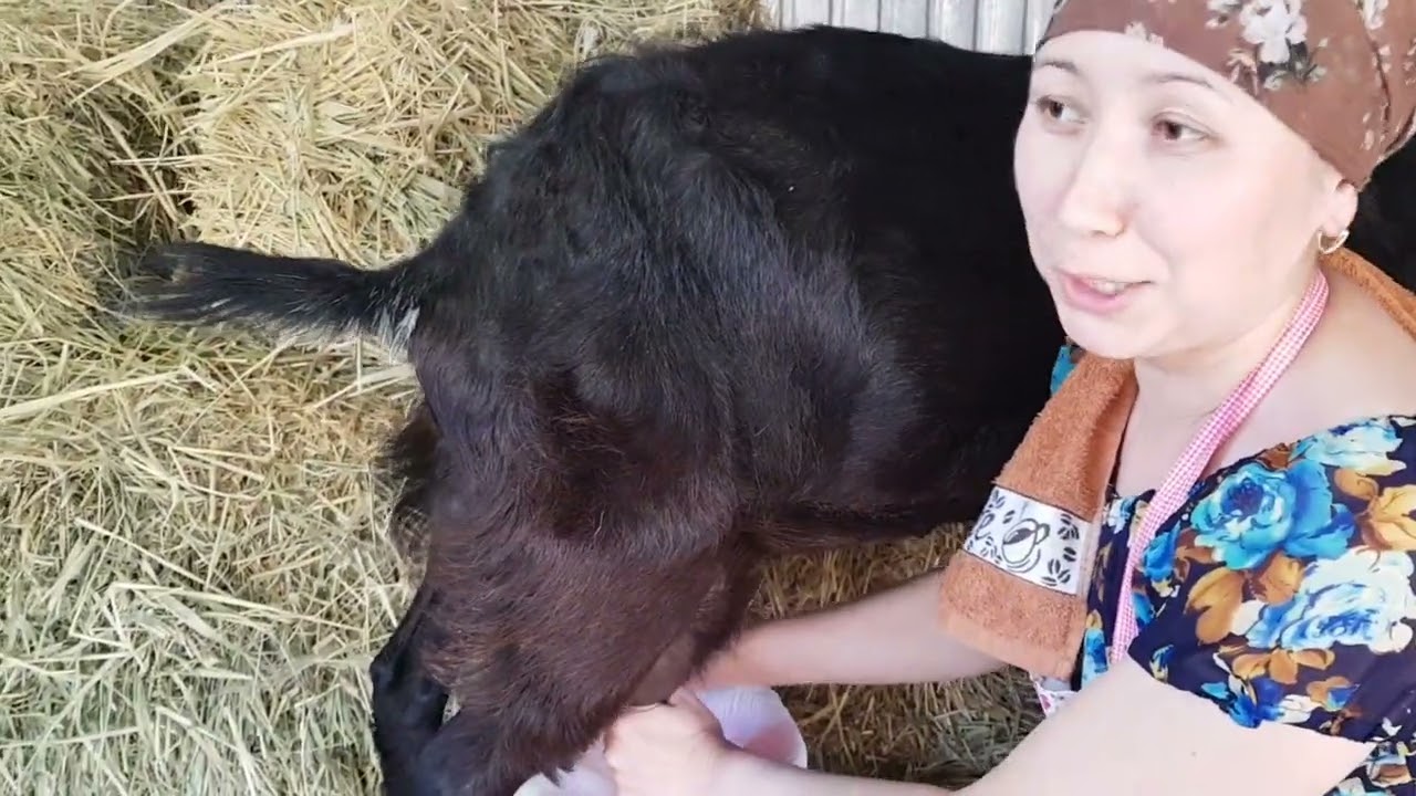 +77017224679 Анвар Рустемов.   хозяйство 