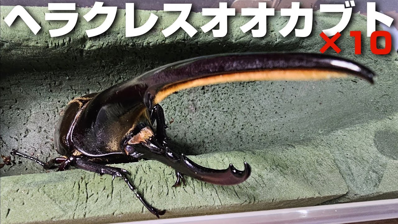 この世の76％のヘラクレスオオカブトを保有した男