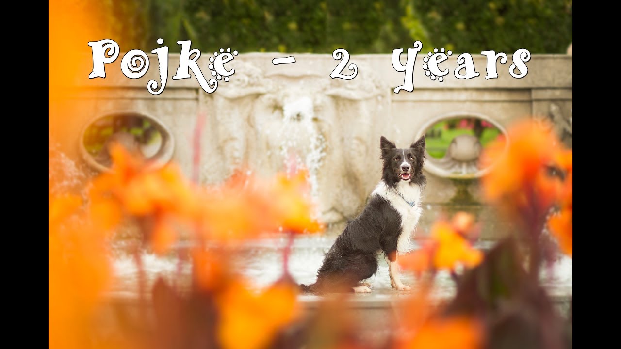 Pojke the border collie - 2 years