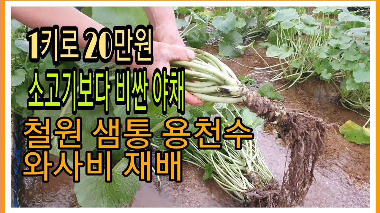 철원 샘통 고추냉이 재배농장 소고기🥩 보다 비싼채소
