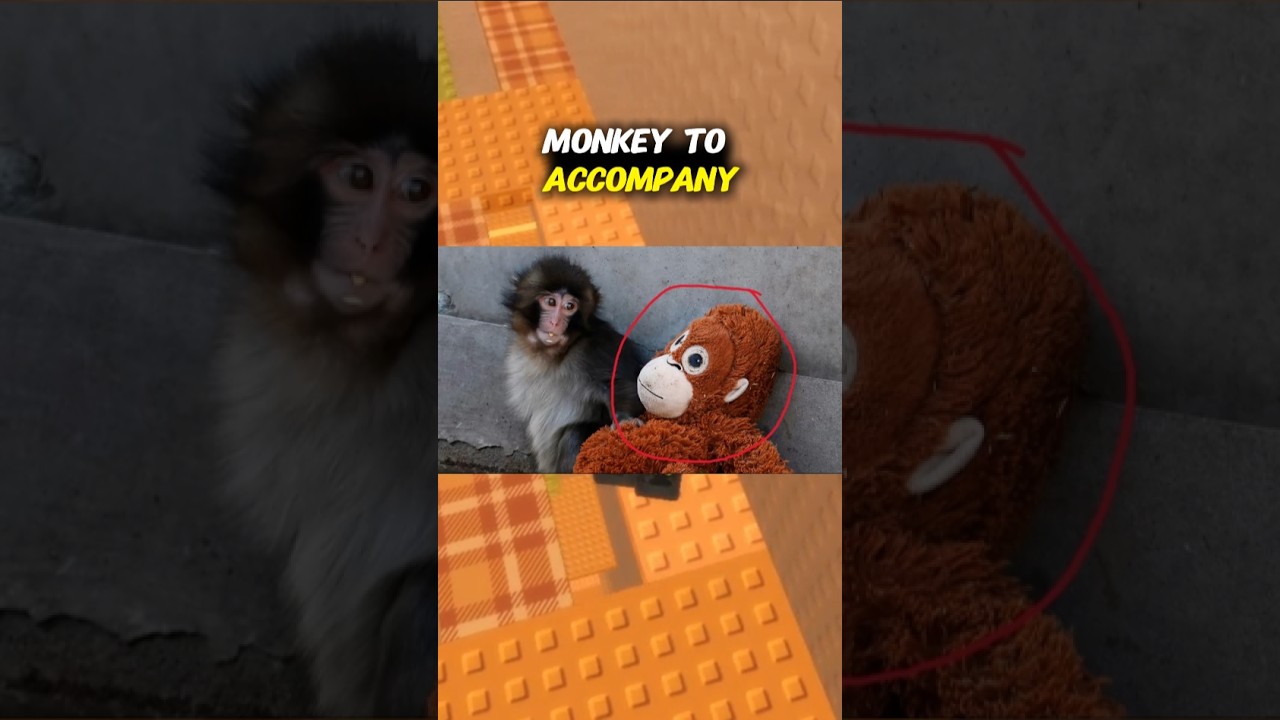 Punch The Monkey's Sad Story😭💔 #roblox #rblx #robloxedit #robloxshorts #robloxrant #fyp