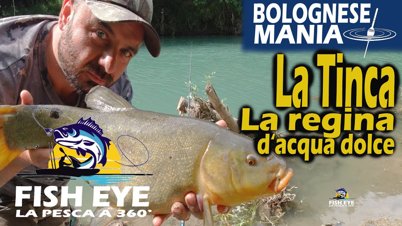 Pesca a bolognese - La tinca, la regina d'acqua dolce