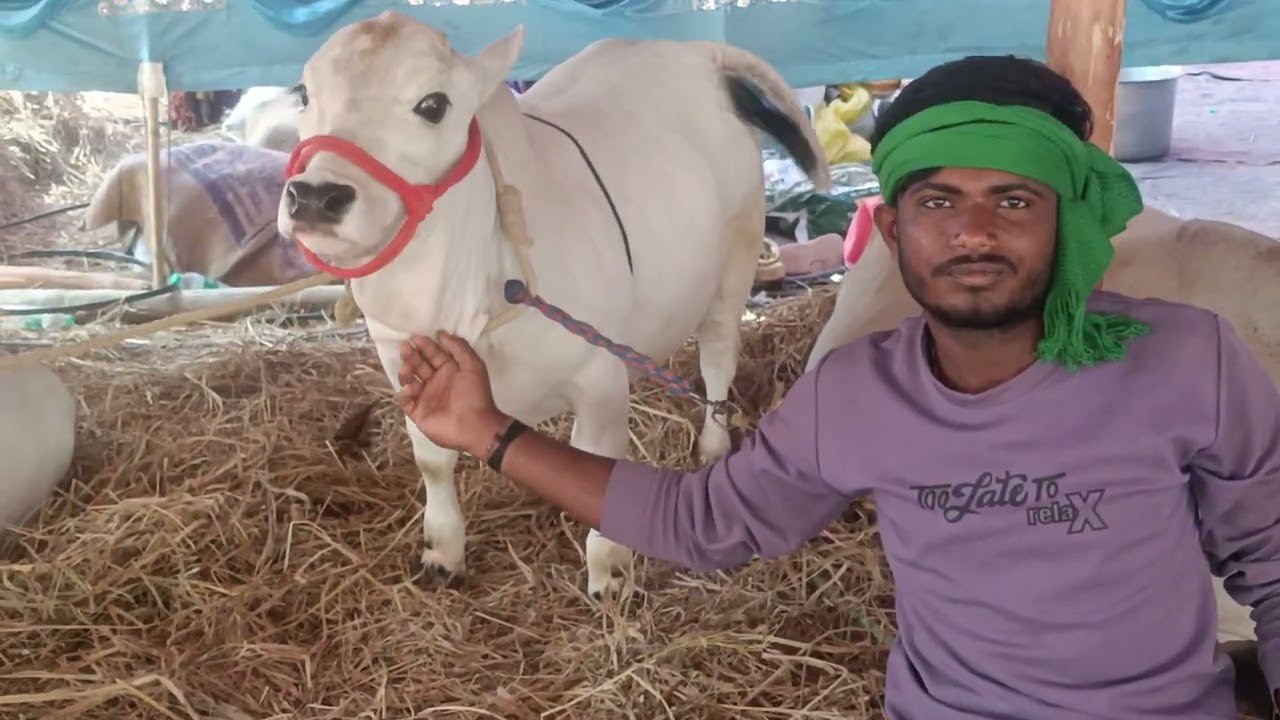 ಸಪ್ಪಲಮ್ಮ ಜಾತ್ರೆಯಲ್ಲಿ ರಾಸು ಅಂದರೆ ಹೋರಿಗಳನ್ನು ವೀಕ್ಷಣೆ ಮಾಡಿದ ಮಾಜಿ ಚೇರ್ಮನ್.G.R. ಮುನಿಯಪ್ಪ ರಾಮ್ಮೂರ್ತಿ 