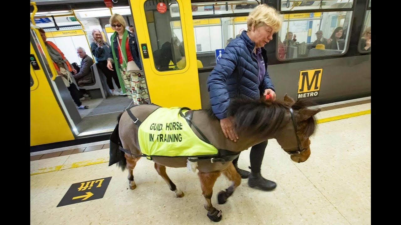 Cheval guide pour malvoyant